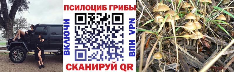 Купить закладки  Дальнереченск  Псилоцибиновые грибы Psilocybine cubensis 